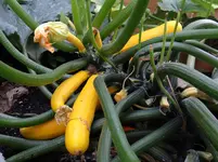 Zucchinis2.webp