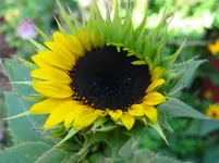 Sonnenblume.webp