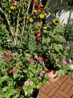 Terrasse.webp
