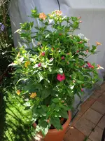 Wunderblume1.webp