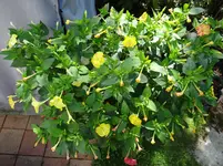 Wunderblume2.webp