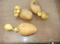 kartoffeln und kinder 015.webp