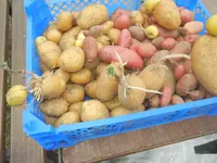 kartoffeln und kinder 013.webp