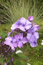 2013_0820Sommer0027.webp
