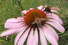 2013_0820Sommer0028.webp