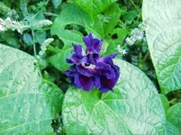 CIMG0145.webp