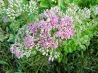 CIMG0154.webp
