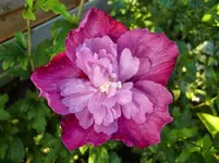 CIMG0166.webp