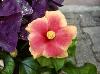 CIMG0239.webp