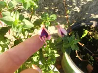 CIMG0167.webp