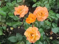 090.webp