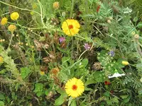 141.webp