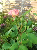 CIMG0165.webp