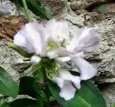 Seifenkraut_Detail.webp
