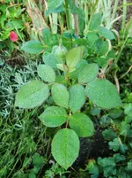 CIMG0148.webp