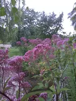 EupatoriumWasserdost(1).webp