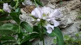 Seifenkraut.webp