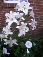 LilienWeiß (2).webp