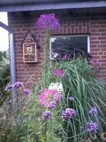Spinnenblume20_8_13.webp