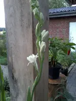 Tuberose20_8_13.webp