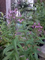 VerbenaHastata20_8_13.webp