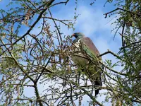 Copy of IMG_4595v.webp