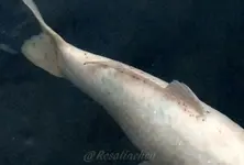 KOI.webp