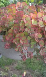 IMAG0655.webp