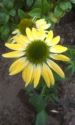 IMAG0653.webp