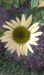 IMAG0654.webp