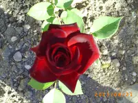 august17 008.webp