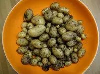 Kartoffelernte.webp