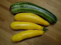 Zucchinierrnte.webp
