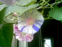 Trichterwinde.webp