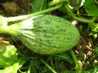 melone.webp