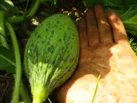melone2.webp