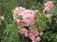 210.webp