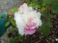 CIMG5703.webp