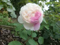 CIMG6717.webp