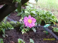 PIC_1006.webp