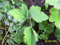 PIC_1007.webp