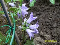 PIC_1008.webp