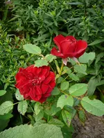 P1100560.webp