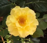 Lichtkoenigin Lucia 130823.webp