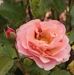 Marie Curie 130823.webp