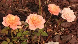 Zwergrose 130823.webp