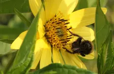 Hummel_Staudensonnenblume.webp
