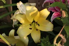 Lilie gelb 130823.webp