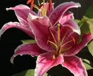 Lilie pink 130821.webp