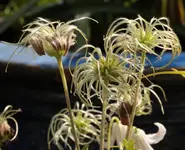Samenstand Staudenclematis130821.webp